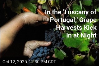 When Darkness Means It&#39;s Grape Harvesting Time