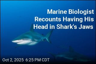 Marine Biologist Sticks Up for Shark That Bit Him
