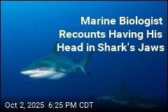Marine Biologist Sticks Up for Shark That Bit Him