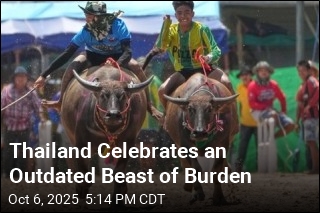 In Thailand, the Formerly Humble Buffalo Gets Its Day
