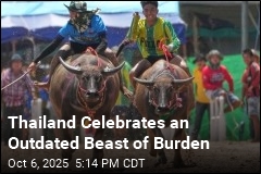 In Thailand, the Formerly Humble Buffalo Gets Its Day