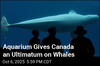 Marineland Pressures Canada: Fund Us or the Whales Die