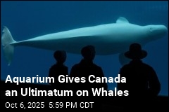 Marineland Pressures Canada: Fund Us or the Whales Die