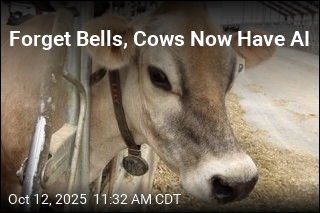 Cows Are Going High-Tech