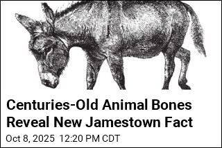 Centuries-Old Animal Bones Reveal New Jamestown Detail