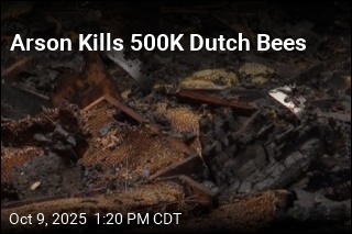 Arson Kills 500K Dutch Bees