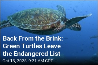 Back From the Brink: Green Turtles Leave the Endangered List