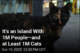 An Island Famed for Its Cats Has a Cat Problem
