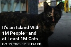 An Island Famed for Its Cats Has a Cat Problem