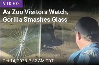 As Zoo Visitors Watch, Gorilla Smashes Glass