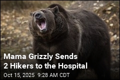 Defensive Grizzly Sends 2 Hikers to the Hospital