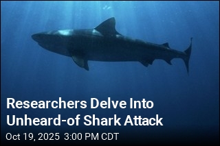 Researchers Unpack Causes of Rare Shark Attack