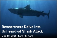 Researchers Unpack Causes of Rare Shark Attack