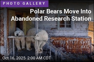 Polar Bears Move Into Abandoned Research Station