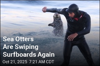 Sea Otters Are Stealing Surfboards Again