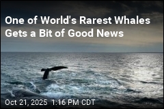 One of World&#39;s Rarest Whales Gets a Bit of Good News