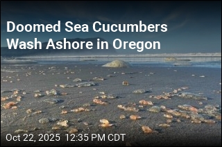 Thousands of Sea Cucumbers Wash Ashore in Oregon Town