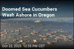 Thousands of Sea Cucumbers Wash Ashore in Oregon Town