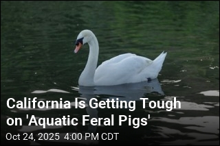 California to Allow Hunters to Kill Mute Swans