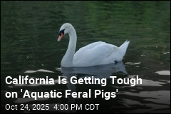 California to Allow Hunters to Kill Mute Swans