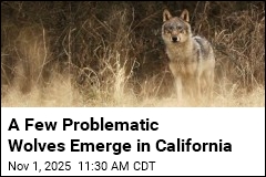 California Officials Kill Wolves for First Time in a Century