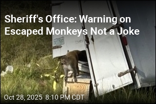Research Monkeys Escape in Mississippi Truck Crash