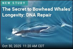 How Bowhead Whales Could Help Us Live Longer