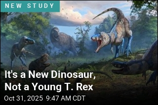 It&#39;s a New Dinosaur, Not a Young T. Rex