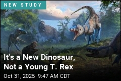 It&#39;s a New Dinosaur, Not a Young T. Rex