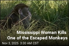 Mississippi Woman Kills One of the Escaped Monkeys