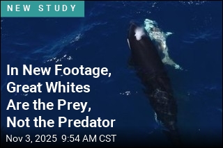 Orcas Filmed Preying on Young Great Whites