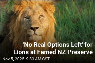End of the Road for Lions at Famed NZ Sanctuary