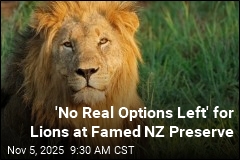 End of the Road for Lions at Famed NZ Sanctuary