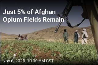 Just 5% of Afghan Opium Fields Remain