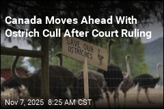 Canada Moves Ahead With Ostrich Cull After Court Ruling