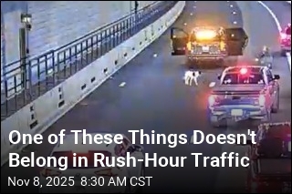 This Pup Did Not Belong in Boston Rush-Hour Traffic