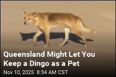 Queensland Might Let You Keep a Dingo as a Pet