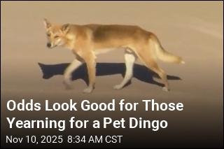 Queensland Might Let You Keep a Dingo as a Pet
