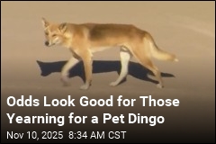 Queensland Might Let You Keep a Dingo as a Pet