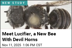 Meet Lucifier, a New Bee With Devil Horns