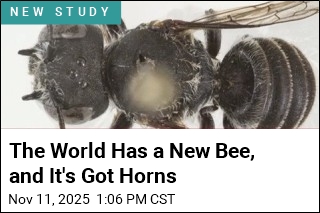 Meet Lucifier, a New Bee With Devil Horns