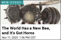 Meet Lucifier, a New Bee With Devil Horns