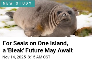 Bird Flu Kills 47% of Island&#39;s Female Breeding Elephant Seals