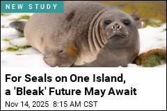 Bird Flu Kills 47% of Island&#39;s Female Breeding Elephant Seals