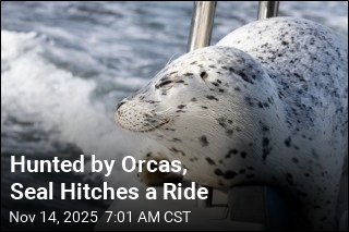 Seal Eludes Orcas by Hitching a Ride on Photographer&#39;s Boat