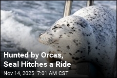 Seal Eludes Orcas by Hitching a Ride on Photographer&#39;s Boat