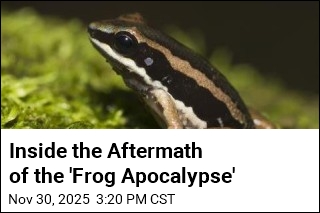 Disappearance of Frogs May Be Making Some Humans Sick