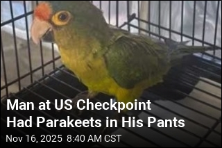 Man at US Checkpoint Had Parakeets in His Pants