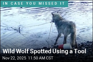 This Is the First Reported Tool Use by a Wild Wolf