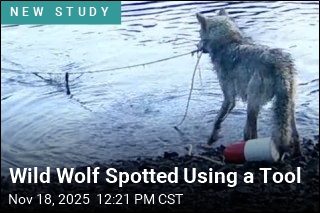 This Is the First Reported Tool Use by a Wild Wolf